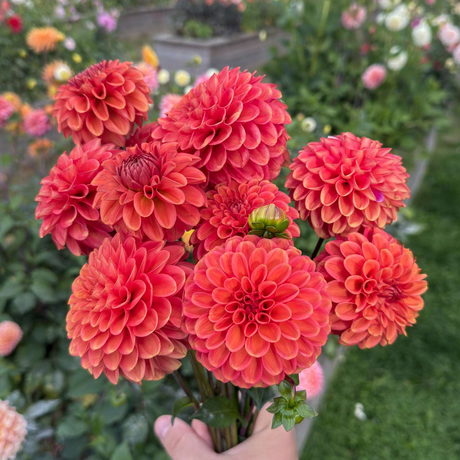 Dahlie 'Zundert Mystery Fox'